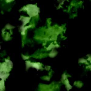 Meet your Posher, Karlee